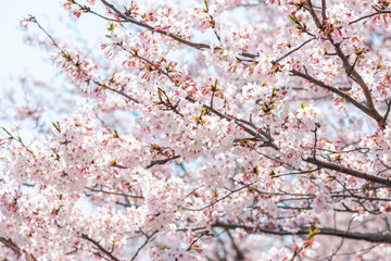 満開の桜