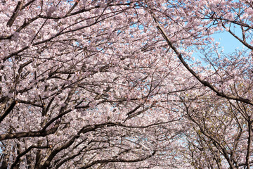大分川河川敷の桜並木
