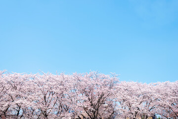 大分市裏川沿いの桜並木