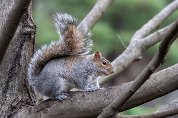 A portrait of squirrel