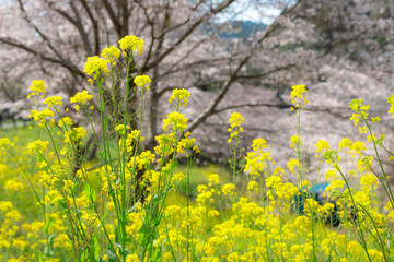 菜の花と桜