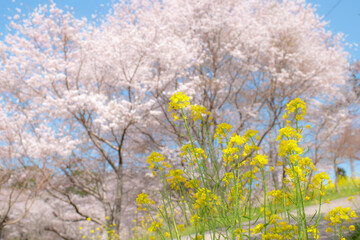 菜の花と桜