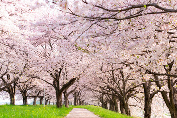 満開の桜並木