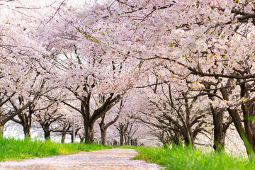 満開の桜並木