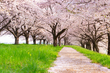 満開の桜並木