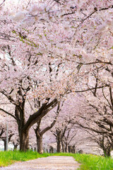 満開の桜並木