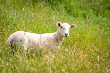 Naklejka premium lamb in lush green grassy field