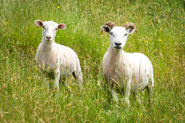 Fototapeta premium mother sheep and her lamb in lush green grassy field
