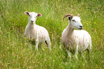 Obraz premium mother sheep and her lamb in lush green grassy field