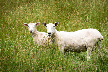 mother sheep and her lamb in lush green grassy field