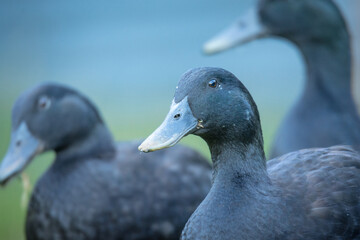 Closeup of a pair of black cayuga Ducks