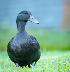Closeup of a black cayuga Duck