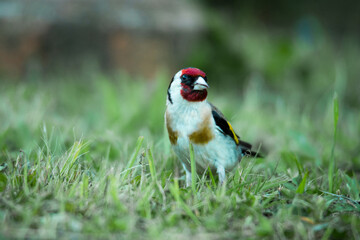 European goldfinch foraging for food among grasses