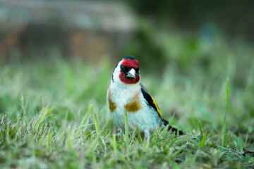 European goldfinch foraging for food among grasses