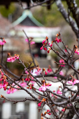 鎌倉2501　大塔宮27　河津桜