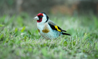 European goldfinch foraging for food among grasses