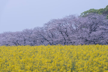 桜と菜の花　西都原古墳群　早朝