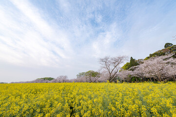 桜と菜の花　西都原古墳群　早朝