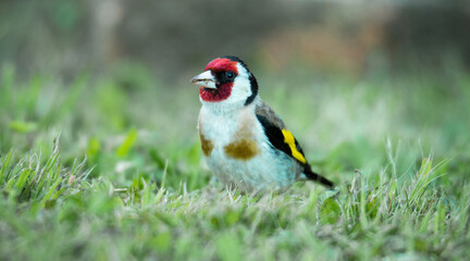 European goldfinch foraging for food among grasses