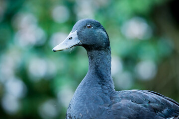 Closeup of a black cayuga Duck