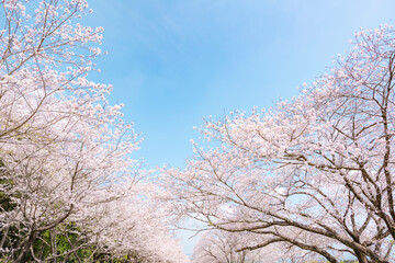 満開の桜並木