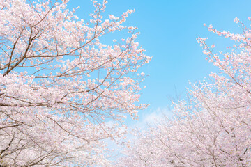 満開の桜並木