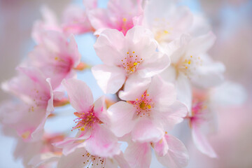 桜の花　クローズアップ