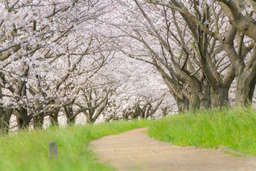 Obraz premium 桜並木