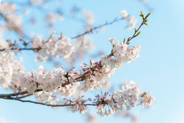 満開の桜　朝　クローズアップ