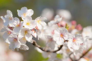 Obraz premium 満開の桜 朝 クローズアップ