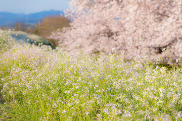 Obraz premium 満開の桜 早朝 河川敷