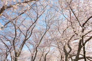 満開の桜　早朝