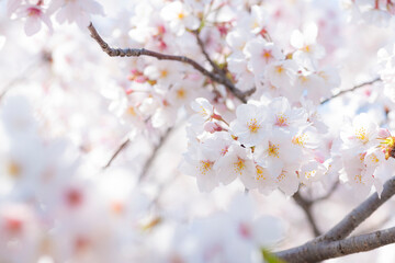 桜満開