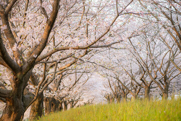 Obraz premium 桜並木 朝 さわやか