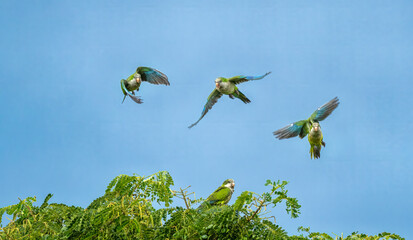 Flying Parrots