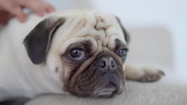 Perro Mascota