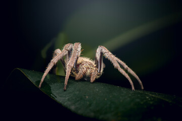 The Australian Garden Orb Weaver is a common and fascinating spider found in many Australian gardens. 