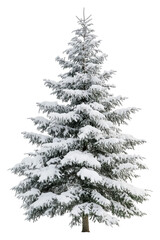 Fototapeta premium Snow-covered evergreen tree in winter landscape isolated on transparent background