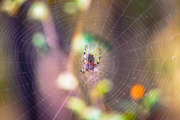Spotted garden spider (Neoscona oaxacensis) on its web in a forest, in the Sierra de Guadalupe, Mexico State