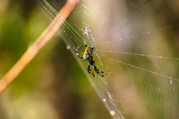 Spotted garden spider (Neoscona oaxacensis) on its web in a forest, in the Sierra de Guadalupe, Mexico State