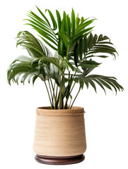 Obraz premium PNG Lush indoor palm plant decor