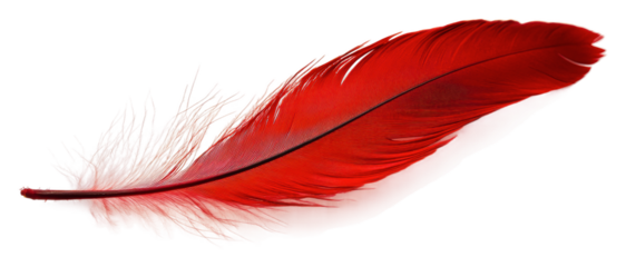 Bright red feather resting on a smooth surface isolated on transparent background