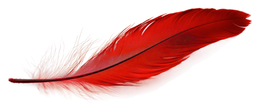 Bright red feather resting on a smooth surface isolated on transparent background