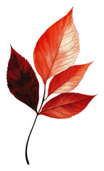 Fototapeta premium Vibrant red leaves showcasing autumn colors isolated on transparent background