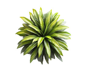 Fototapeta premium Overhead shot of lush green tropical plant. Perfect for design or illustration.