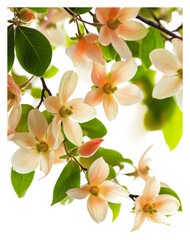 Fototapeta premium Pastel flowers bloom on branches in spring isolated on transparent background