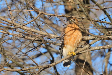 Red shouldered hawk perched in bare tree on a sunny winter day against blue sky. 