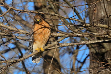 Red shouldered hawk perched in bare tree on a sunny winter day against blue sky. 