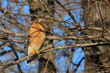 Red shouldered hawk perched in bare tree on a sunny winter day against blue sky. 