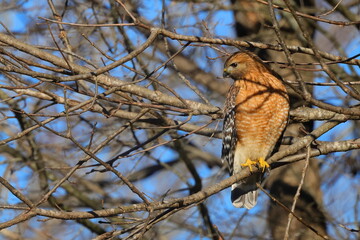 Red shouldered hawk perched in bare tree on a sunny winter day against blue sky. 